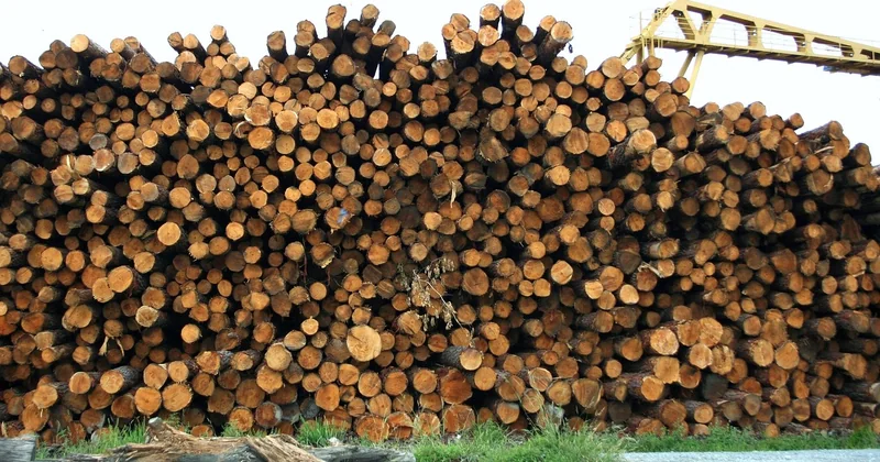 Le traitement et la durabilité : ce qui sépare un abri d'un tas de bois