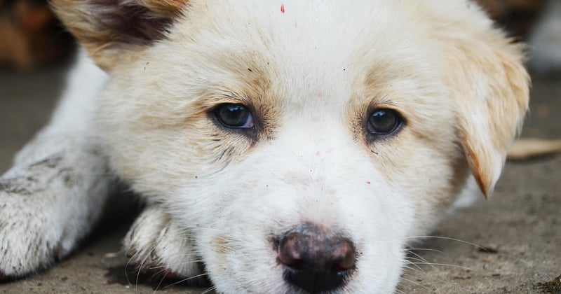 Toilettage improvisé dans la salle de bain : nos astuces pour un chien propre